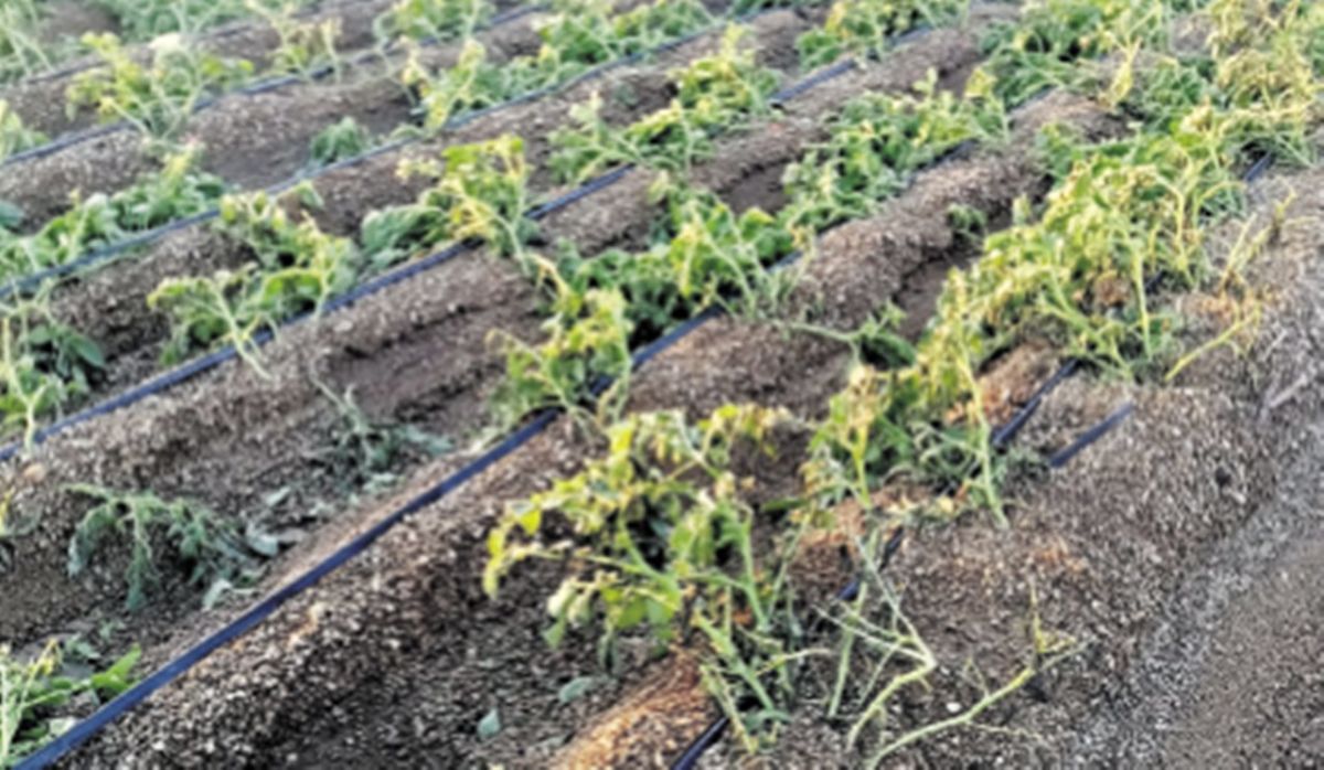 La borrasca Emilia causa daños leves en el campo de Canarias pero aumenta el agua de los embalses