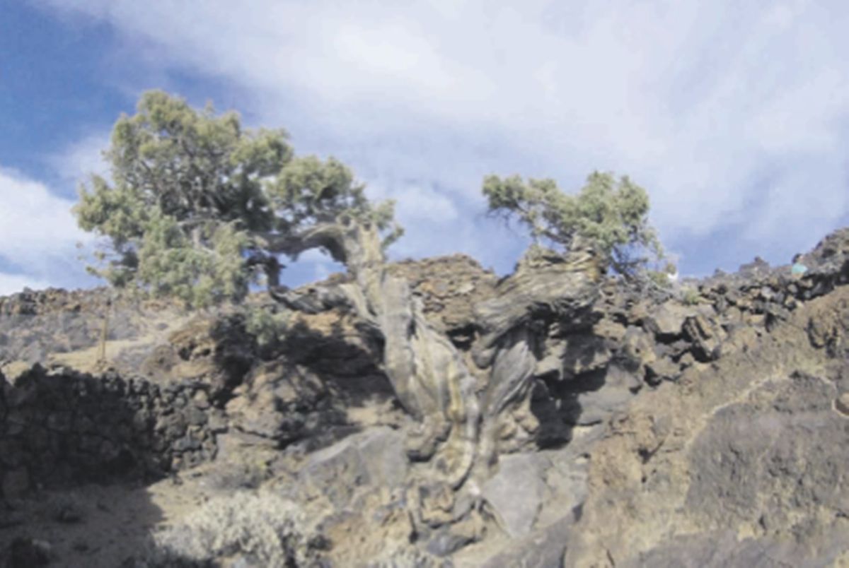 El Teide atesora ocho cedros que superan los 1.000 años de vida