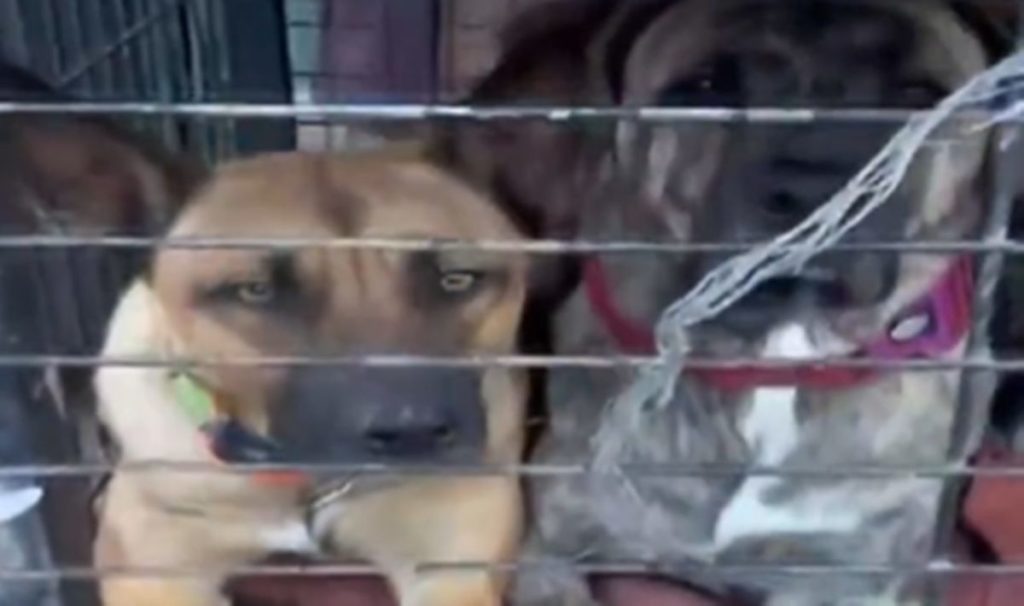 Denuncian el mal estado de un refugio de animales en Tenerife