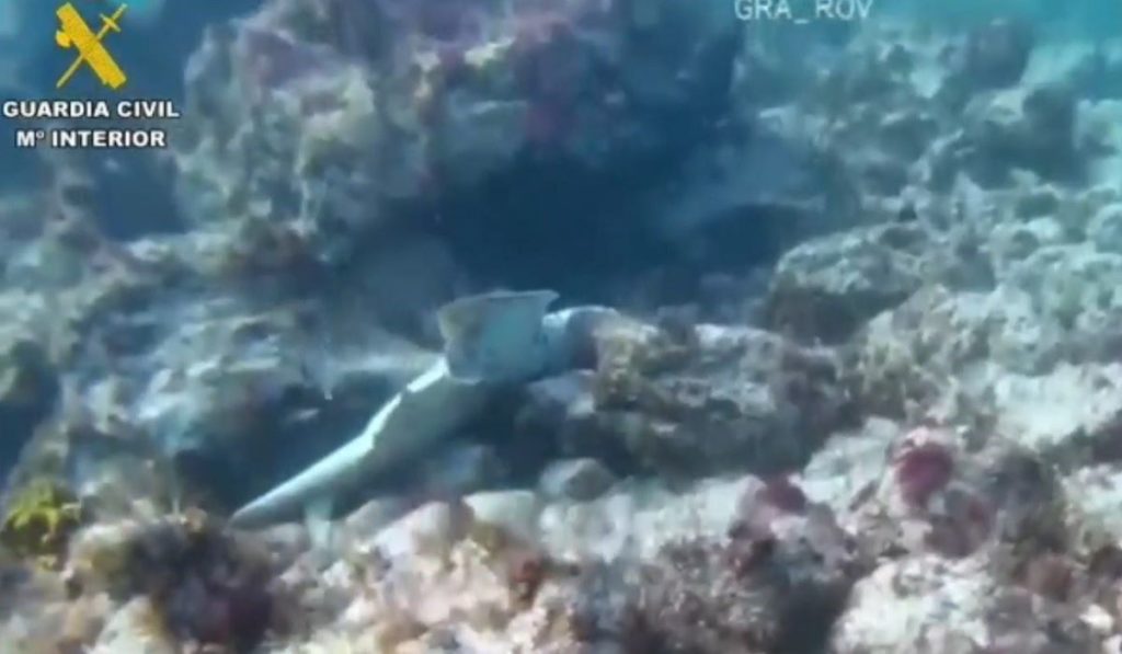 La Guardia Civil detiene en Canarias a dos hombres por lo que hicieron con tiburones en peligro de extinción