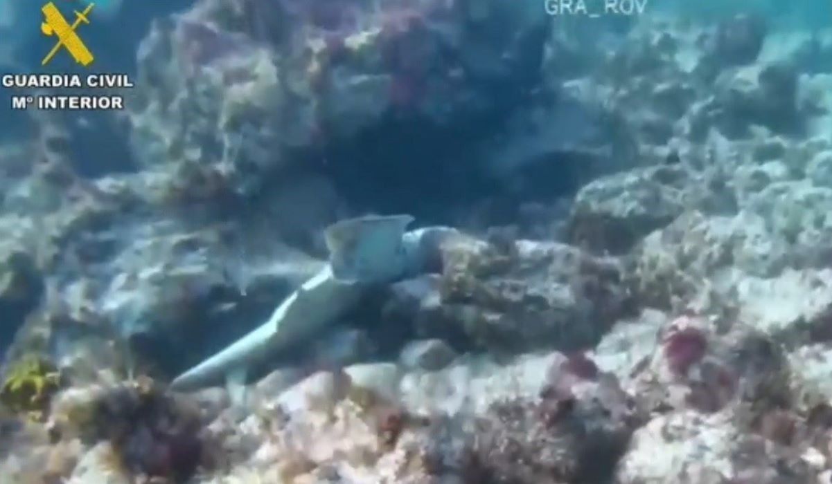 La Guardia Civil detiene en Canarias a dos hombres por lo que hicieron con tiburones en peligro de extinción