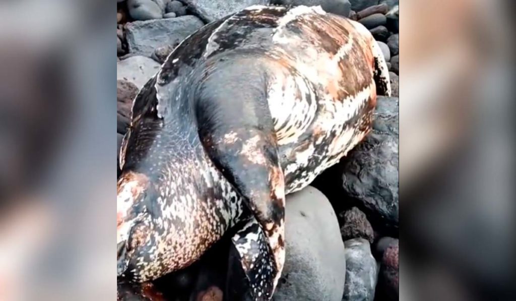 Alertan del hallazgo de una especie en peligro crítico de extinción muerta en una playa de Tenerife: "Estábamos bastante impactados"