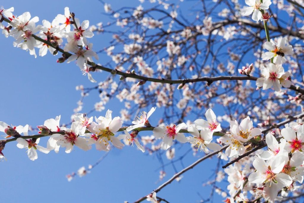 Ruta del Almendro en Flor 2026 en Tenerife: este año llega con más tapas y menús