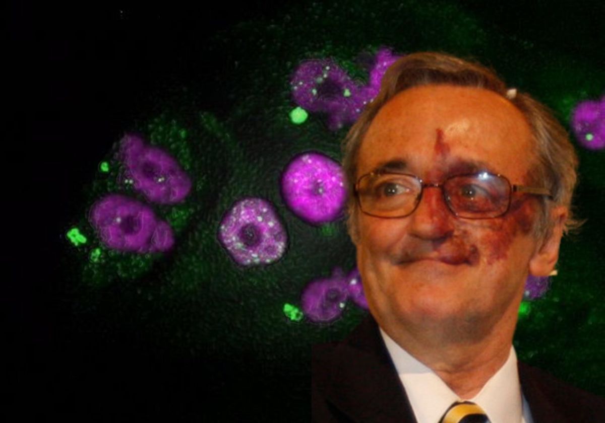 Investigadores españoles logran eliminar por por primera vez el tumor de páncreas en ratones