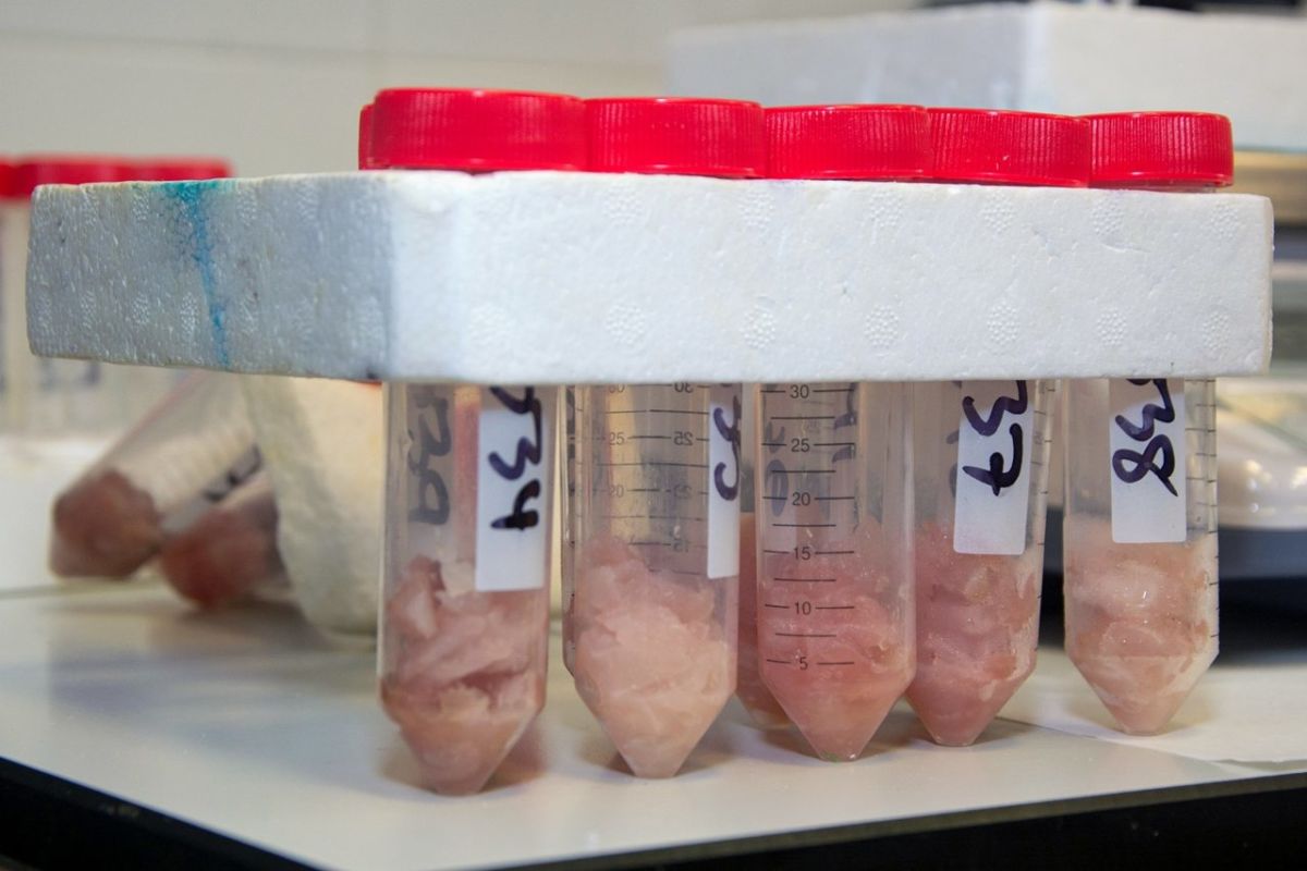 Todo lo que se sabe sobre la microalga hallada por investigadores canarios que produce toxinas en el pescado