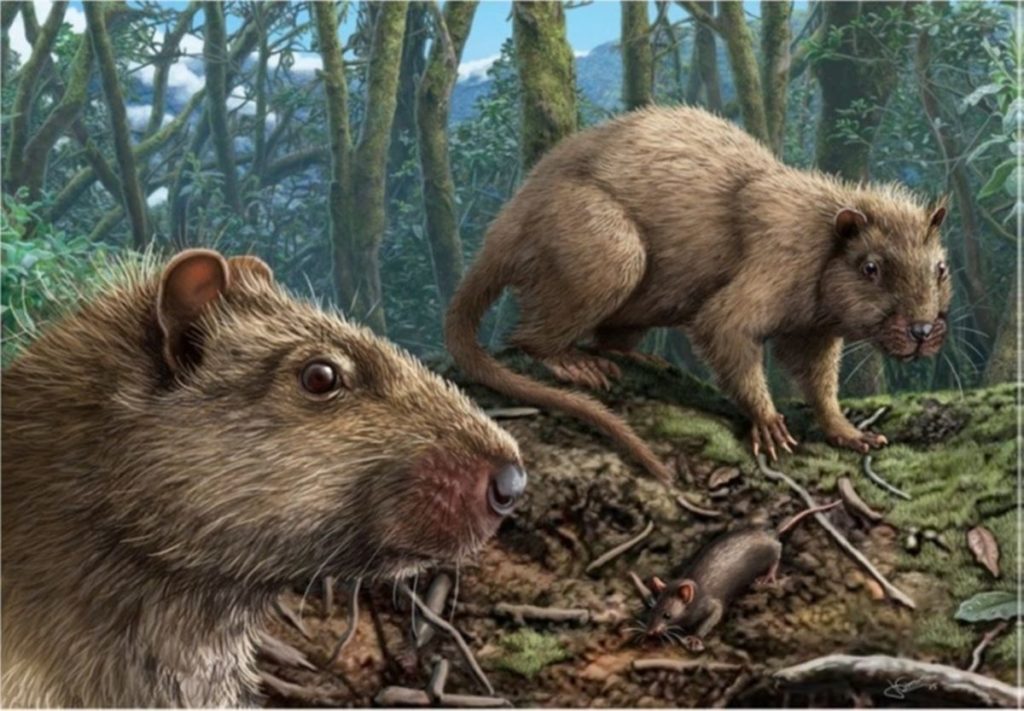 El extraño misterio de las ratas gigantes de Canarias: eran 14 veces más grandes