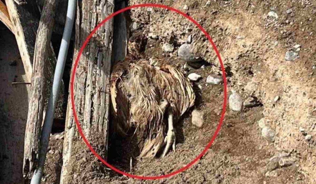 Nuevo caso de maltrato animal en Canarias: 2 cuerpos sin vida en estado de descomposición