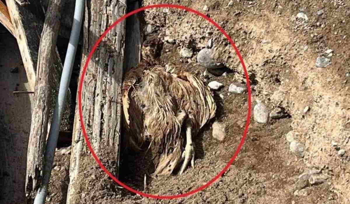 Nuevo caso de maltrato animal en Canarias: 2 cuerpos sin vida en estado de descomposición
