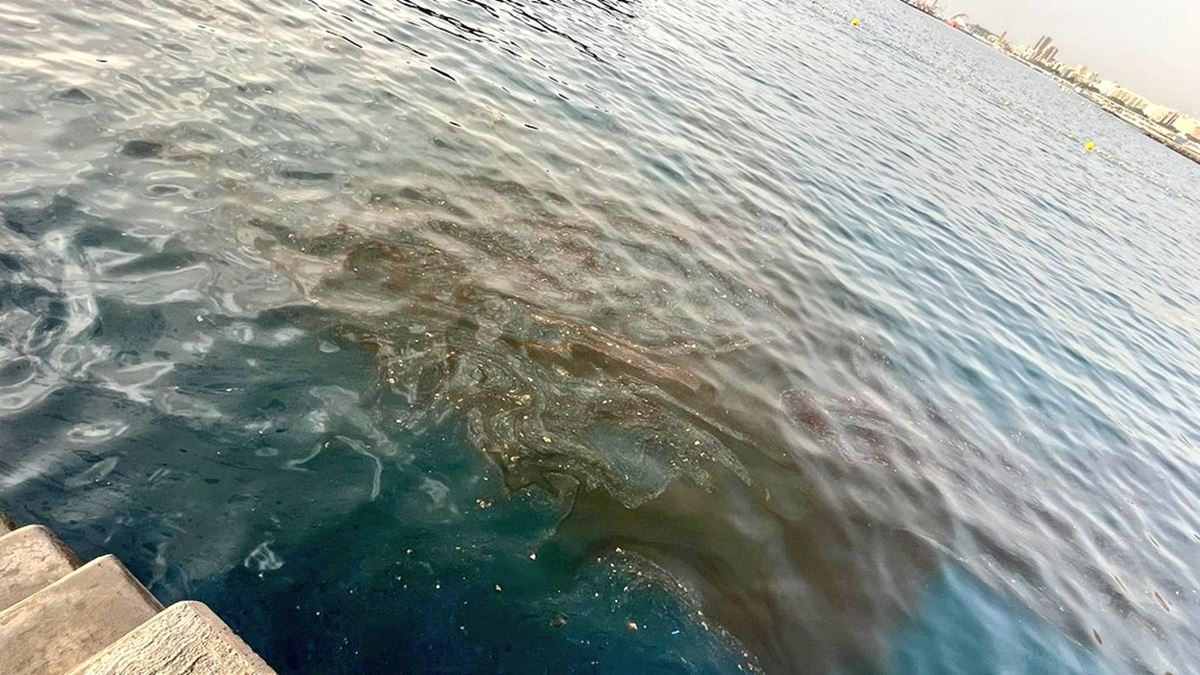 Científicos canarios en alerta: detectan una microalga que puede generar toxinas que se acumulen en el pescado