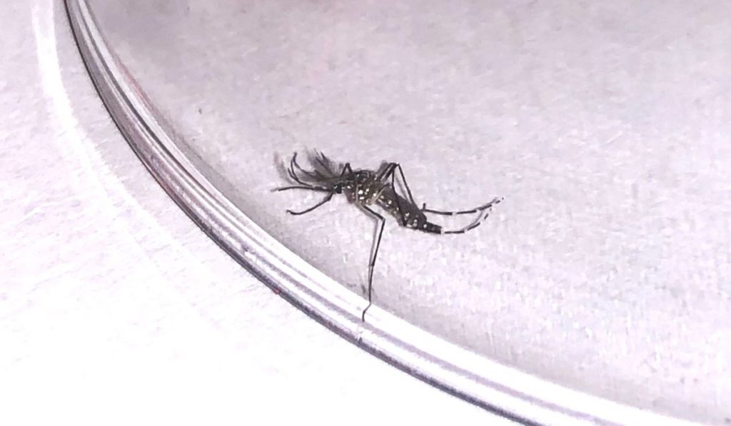 Detectan en Tenerife un nuevo mosquito de la fiebre amarilla llegado desde áreas de riesgo