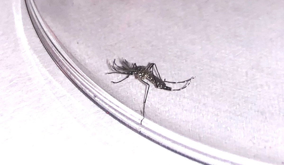 Detectan en Tenerife un nuevo mosquito de la fiebre amarilla llegado desde áreas de riesgo