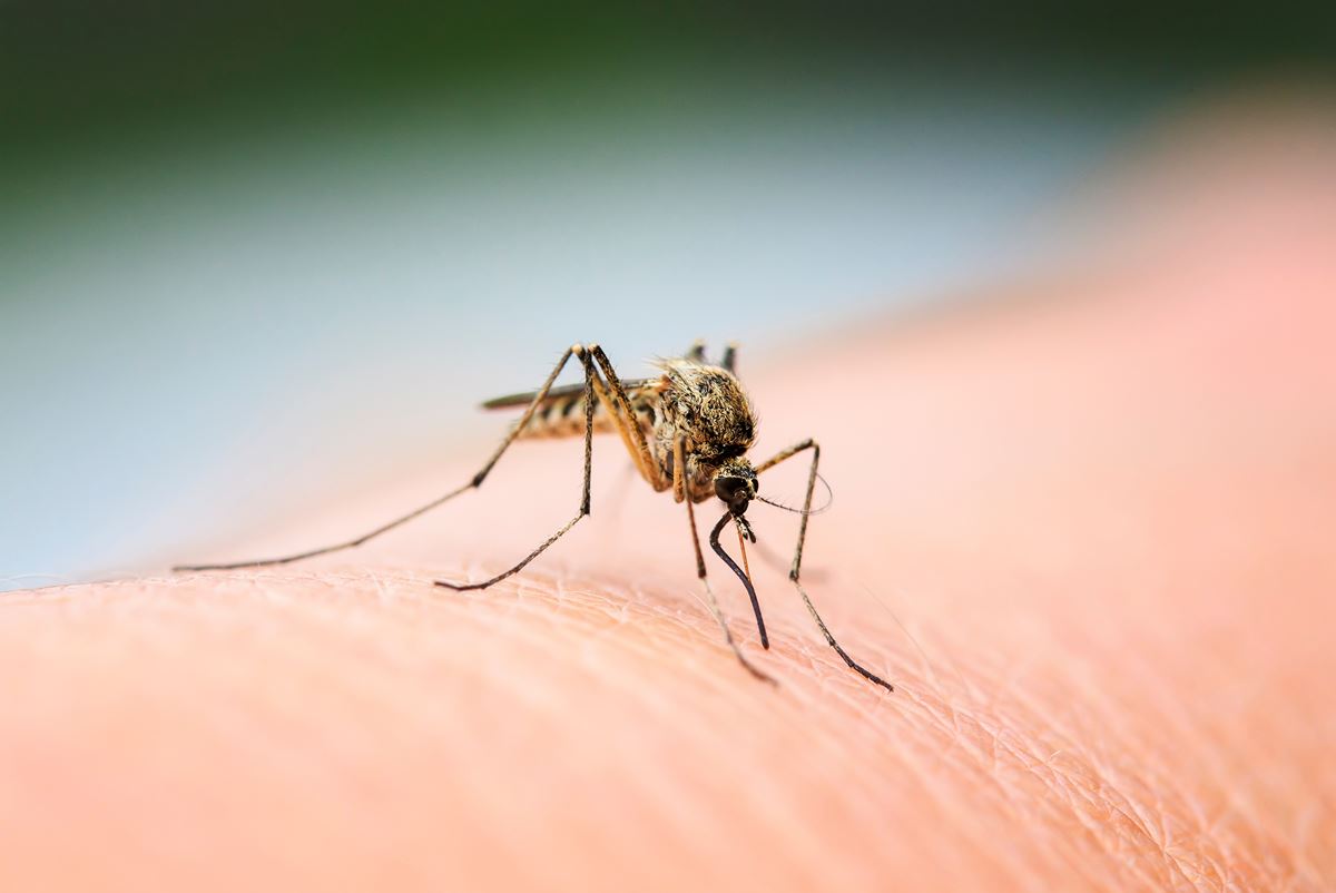 Confirmado: los mosquitos cada vez te pican más y tienen más hambre de tu sangre
