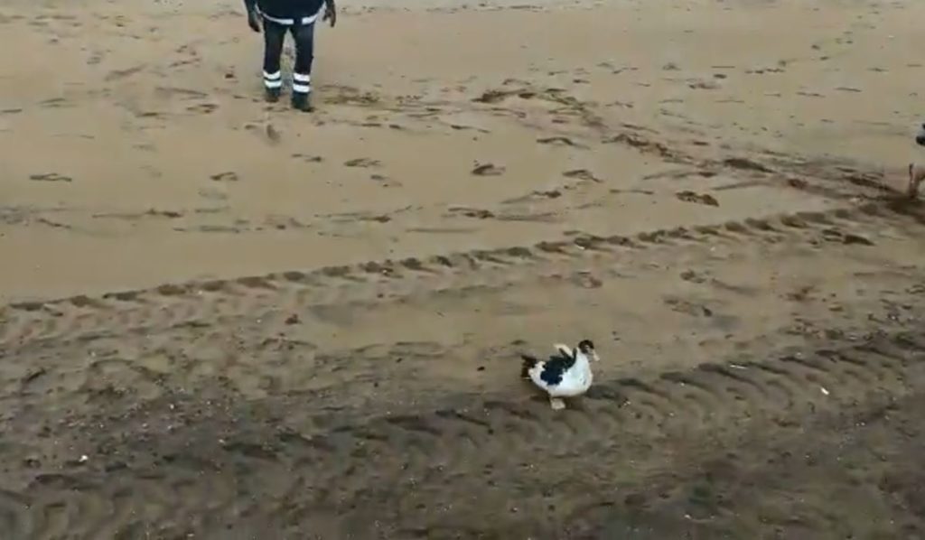 'Patocho', el pato rescatado en una playa de Canarias: "Prohibido surfear sin el ala en condiciones"