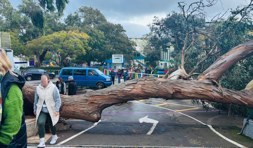 Cae un árbol de grandes dimensiones en el colegio Nuryana de La Laguna: "Se escuchó un estruendo"