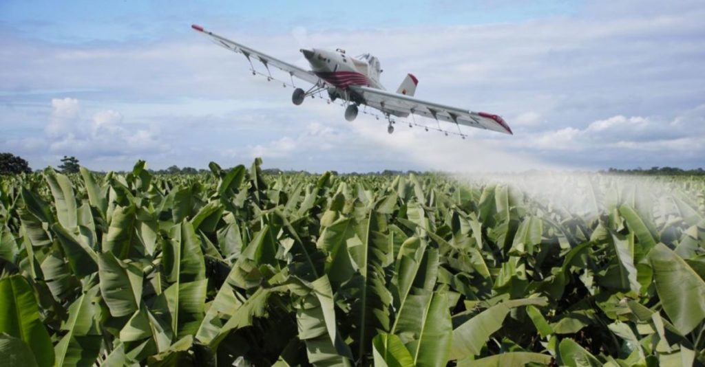 Los productores de Plátano de Canarias piden que España siga la línea de Francia e impulse medidas que igualen las condiciones de uso de fitosanitarios para las importaciones