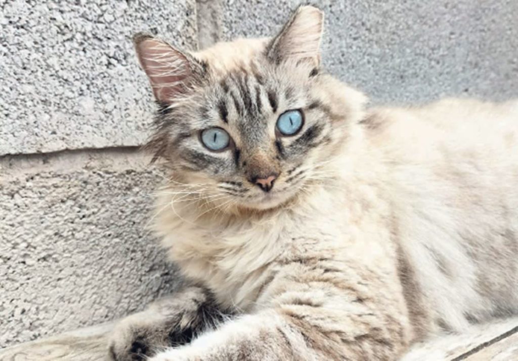 Tenerife II, primer centro penitenciario de Canarias que cuenta con una colonia felina
