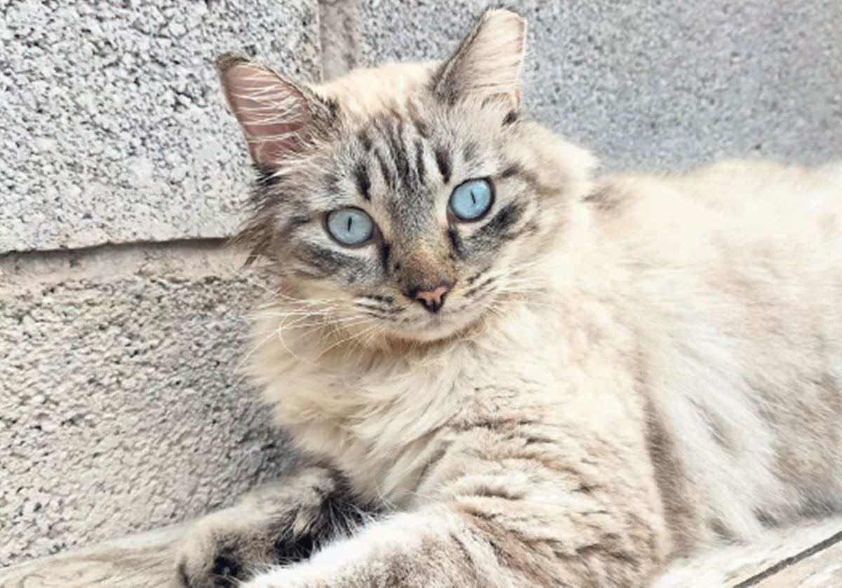 Tenerife II, primer centro penitenciario de Canarias que cuenta con una colonia felina