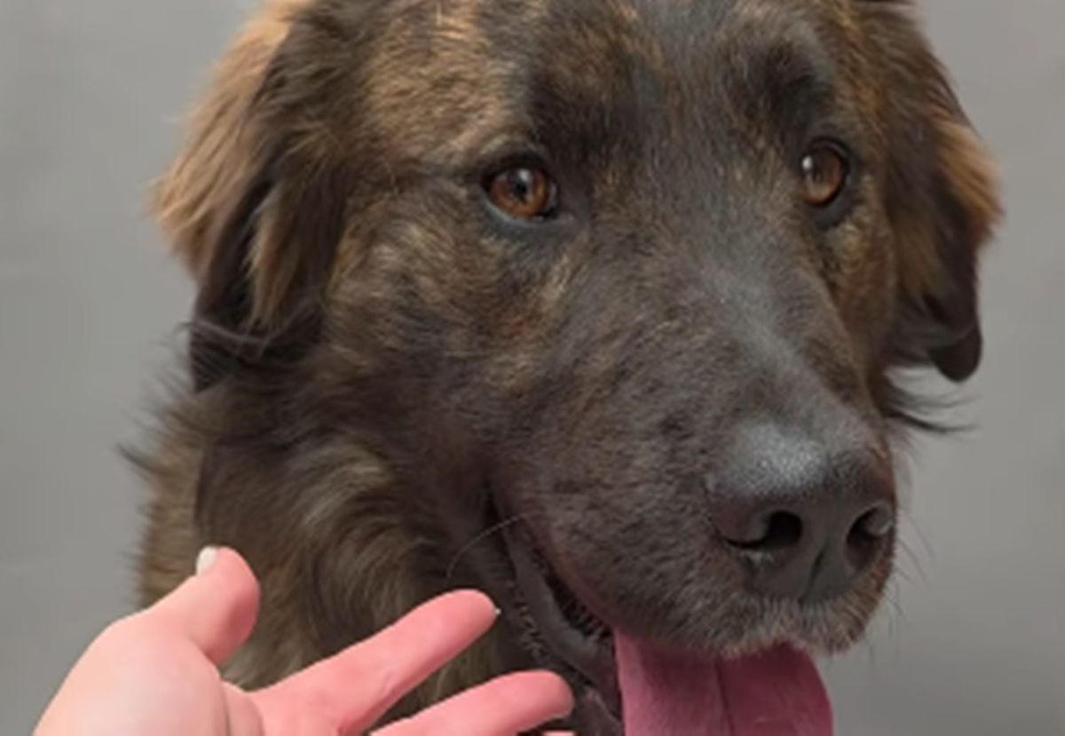 El drama de Peluche en Valle Colino: el perro "perfecto" que se ha quedado solo tras la adopción de su compañero