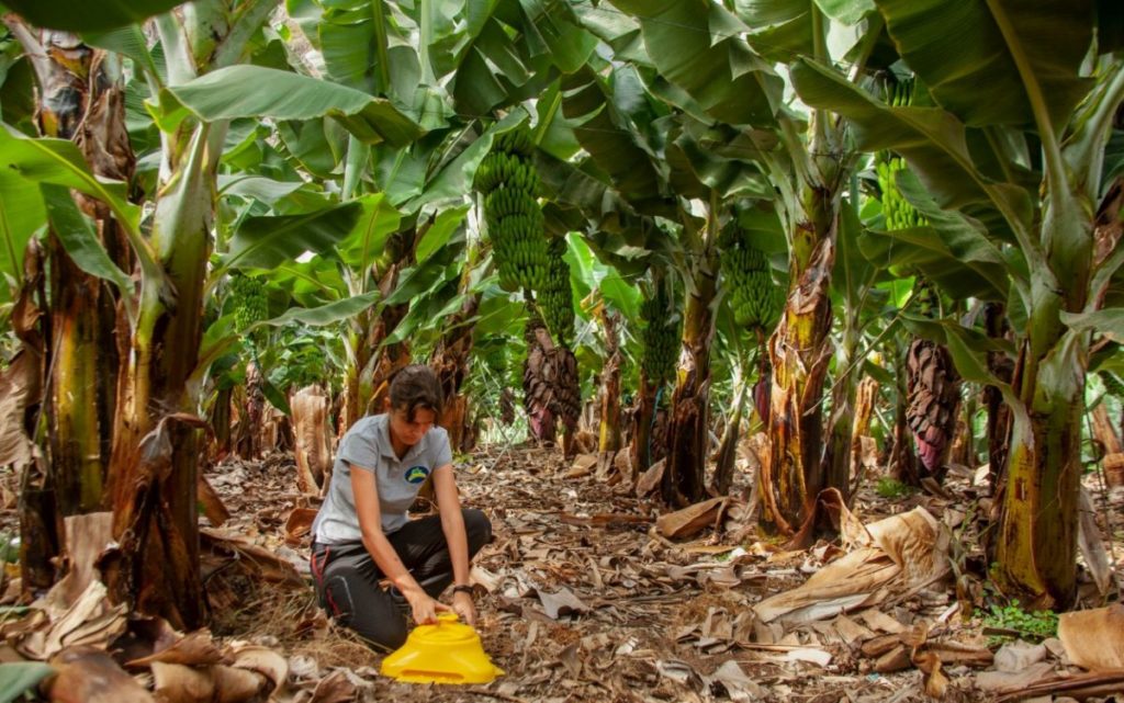 Los productores de Plátano de Canarias piden que España siga la línea de Francia e impulse medidas que igualen las condiciones de uso de fitosanitarios para las importaciones
