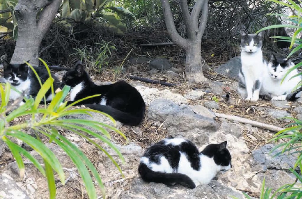 Entre 300 y 450 gatos en la calle: Adeje crea un censo oficial de colonias felinas