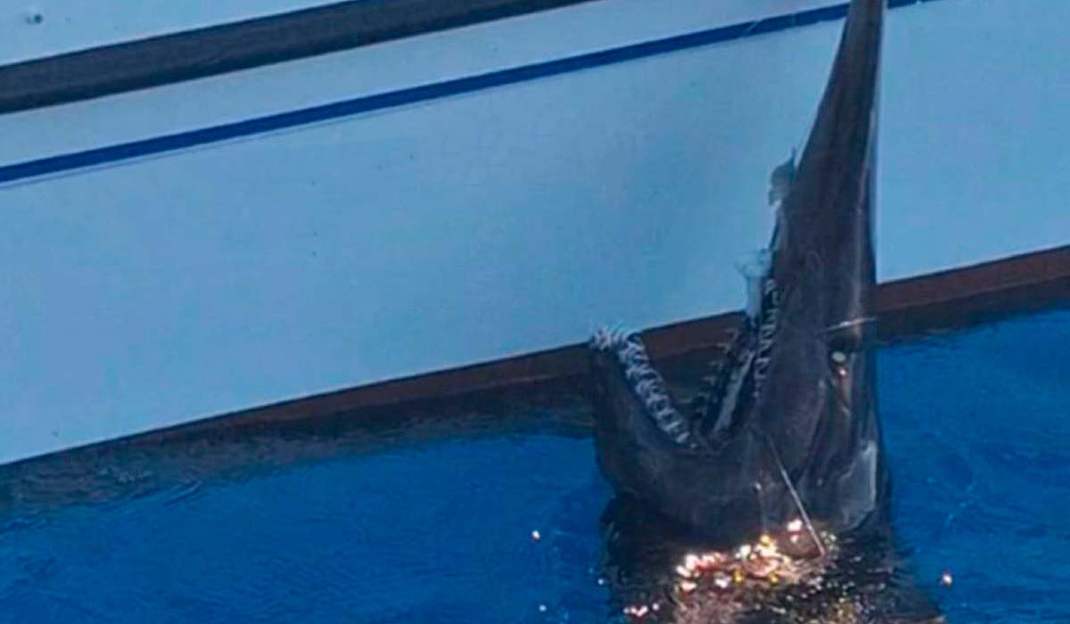 Un tiburón casi desconocido aparece vivo por primera vez en aguas de Canarias