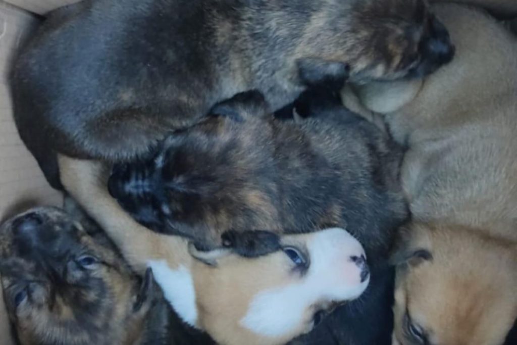 Cinco-cachorros-lactantes-abandonados-caja-barranco-lujan-santa-lucia-gran-canaria