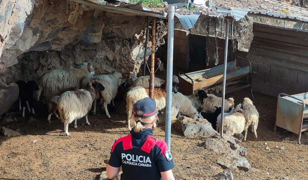 Golpe a la ganadería ilegal en Tenerife: estas son las multas a las que se enfrentan las 5 granjas denunciadas