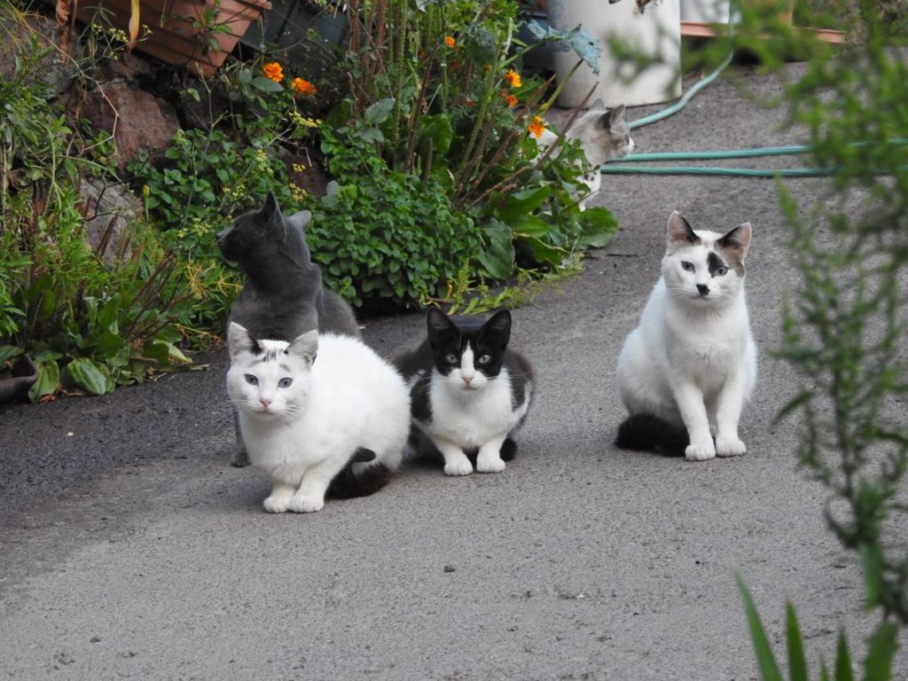Guerra por los gatos en Canarias: el aviso de la ACBC que pone en jaque la gestión de los ayuntamientos