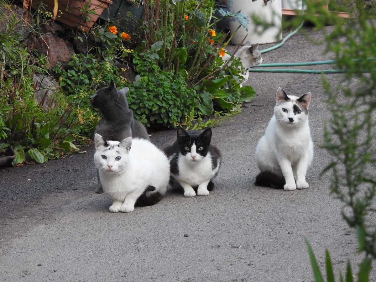 Guerra por los gatos en Canarias: el aviso de la ACBC que pone en jaque la gestión de los ayuntamientos