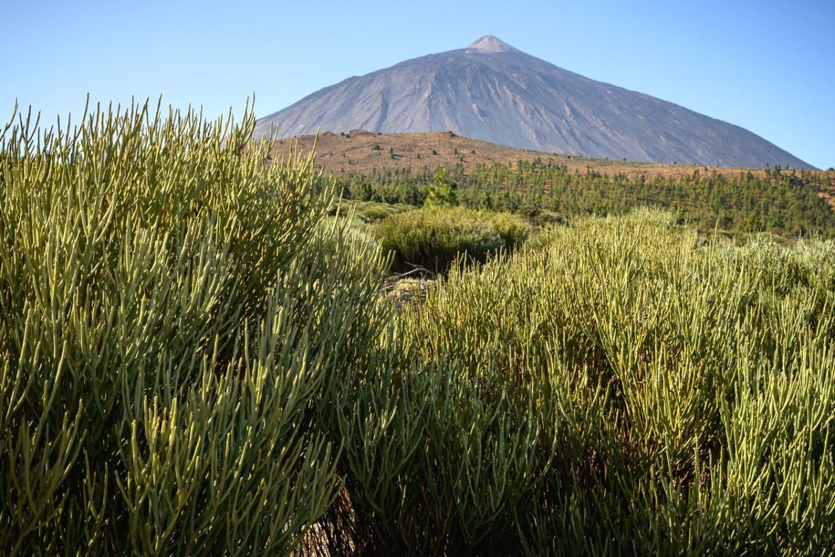 Parque Nacional del Teide. DA