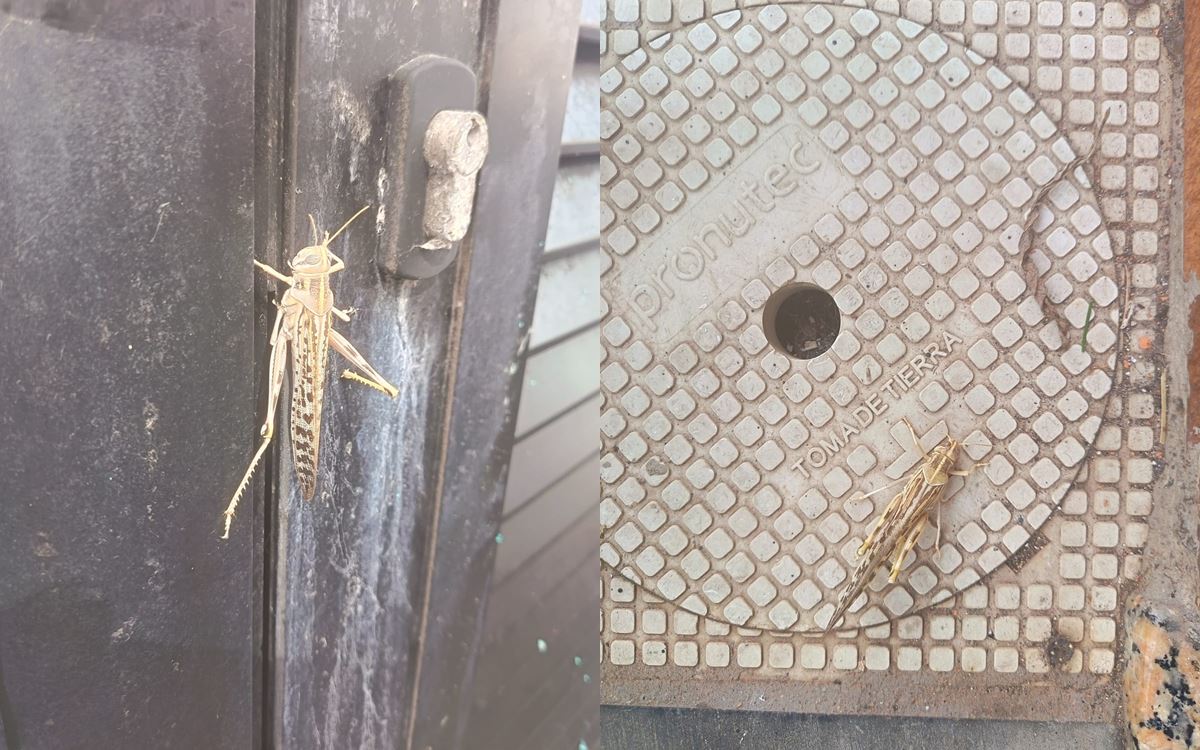 Langostas en Tenerife por la calima: alerta en el Puerto de la Cruz y el Norte