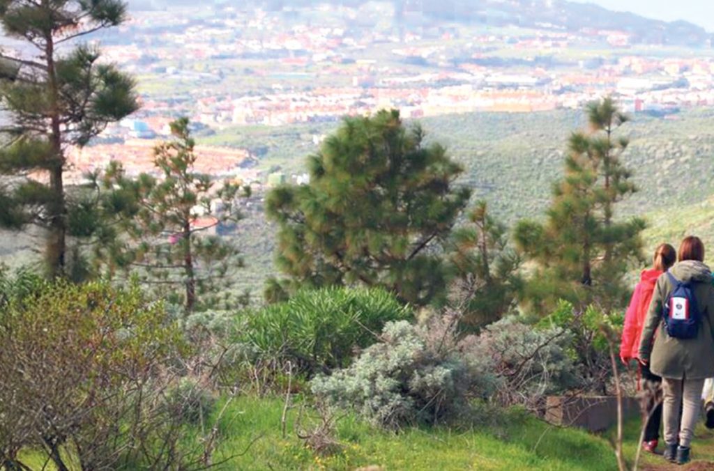 La naturaleza brota en el Monte de Las Mesas