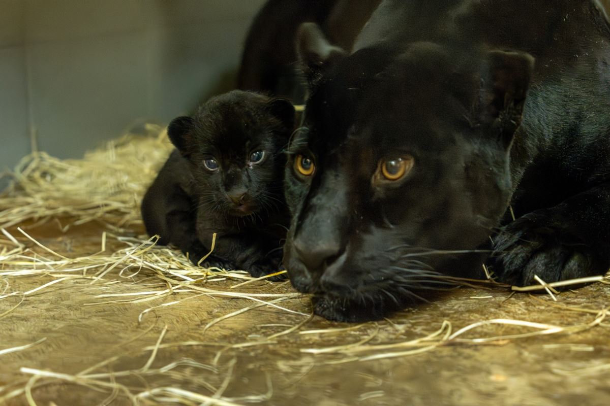 ¿Por qué este nacimiento en Loro Parque es único en el mundo? La increíble historia de Tito, Naya y su cachorro