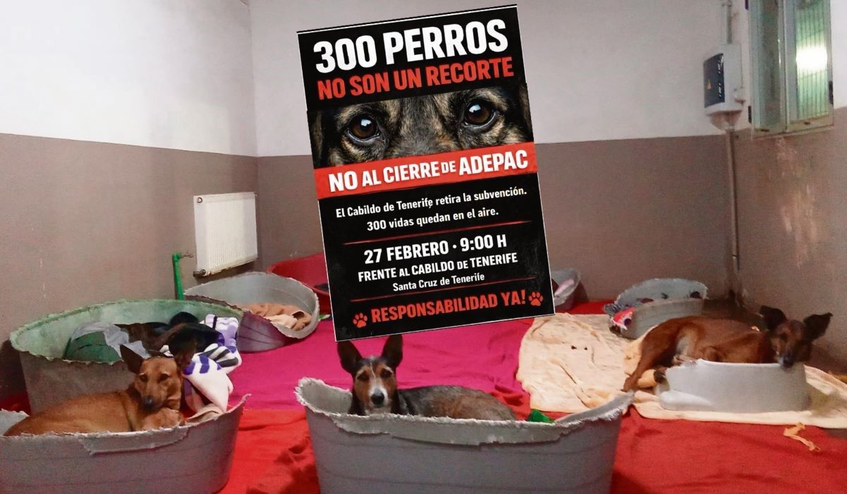 Peligra el futuro de los 300 animales del albergue de Ravelo