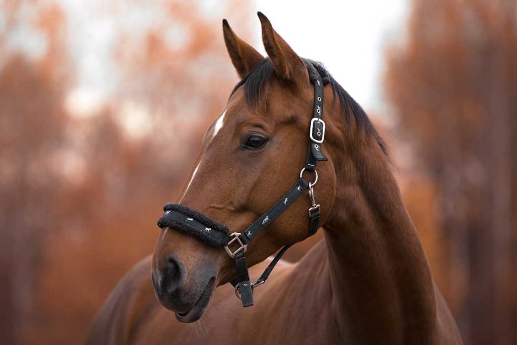 Detenido un profesor de equitación en Canarias por maltratar a su caballo en pleno campeonato