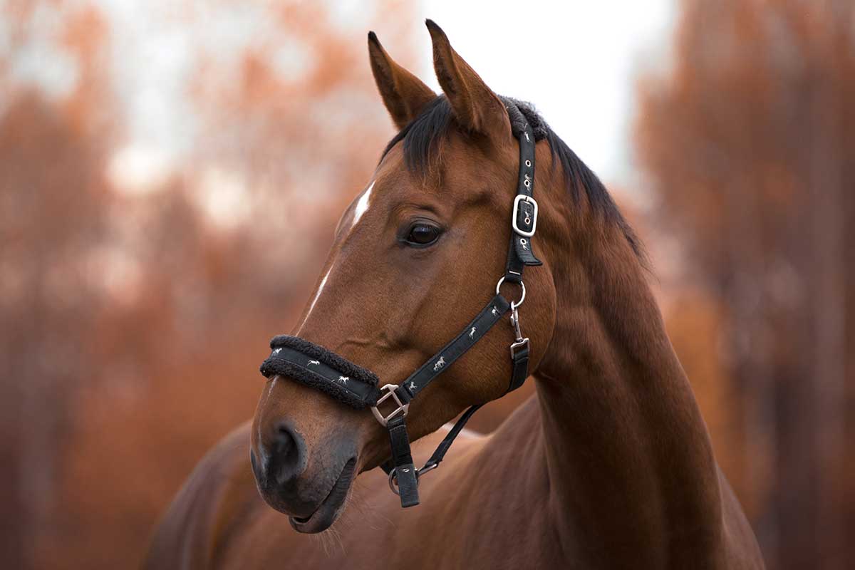 Detenido un profesor de equitación en Canarias por maltratar a su caballo en pleno campeonato