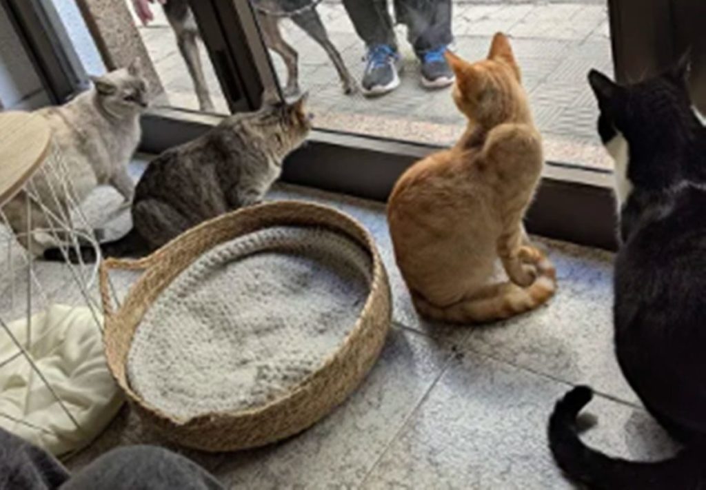 Un concepto que triunfa en Europa llega a Tenerife: La Gatería Miaumigo permitirá trabajar o relajarse entre gatos sin obligación de consumición mínima. Internet