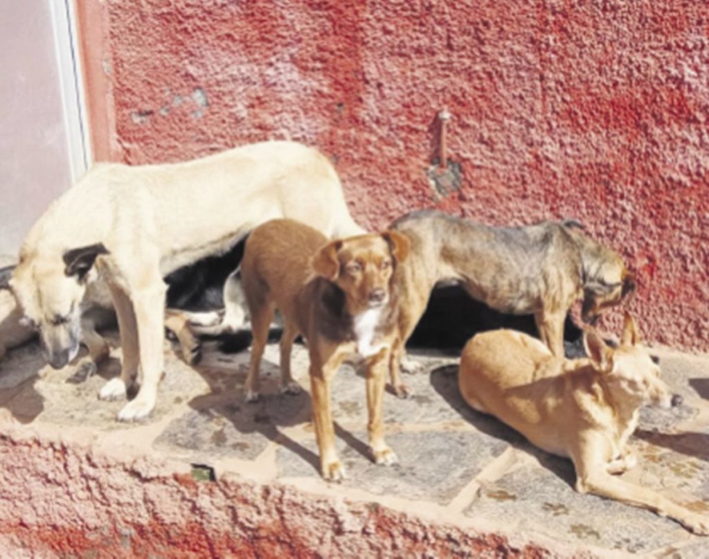 La situación de los 300 animales que viven actualmente en el refugio de Ravelo es “de extrema gravedad”, según el consejero socialista Javier Parrilla. DA