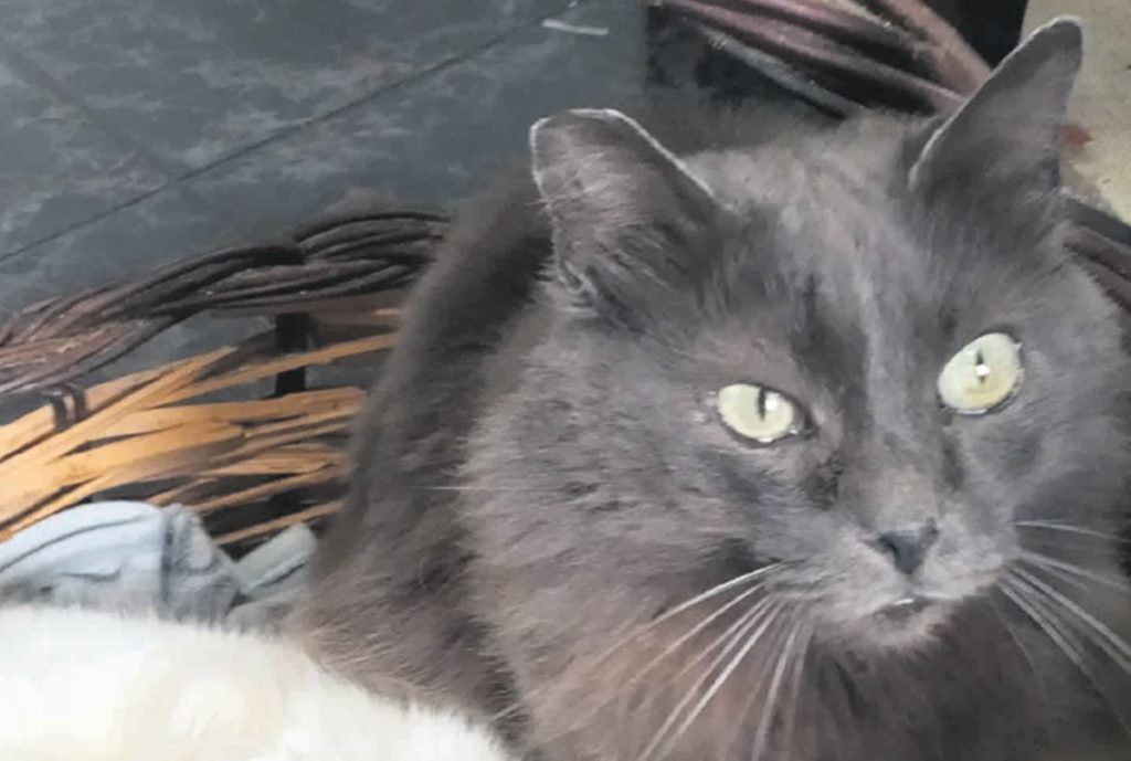 En defensa de unos seres irrepetibles: los gatos