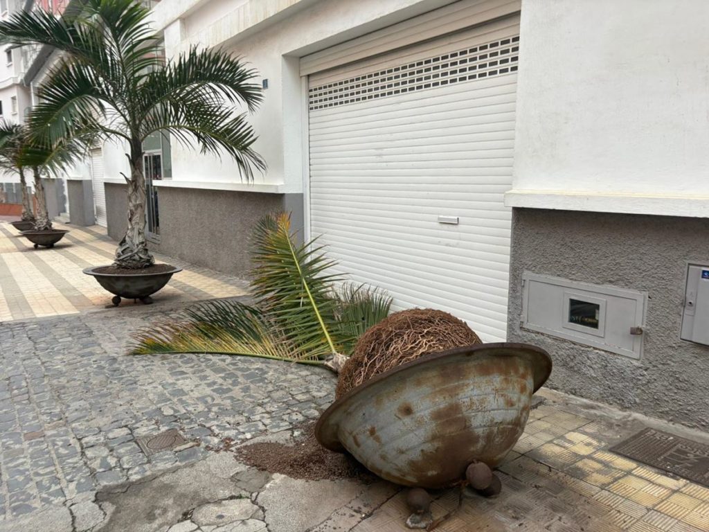 Caída de árboles y desprendimiento de un muro: las incidencias que el viento deja en Santa Cruz