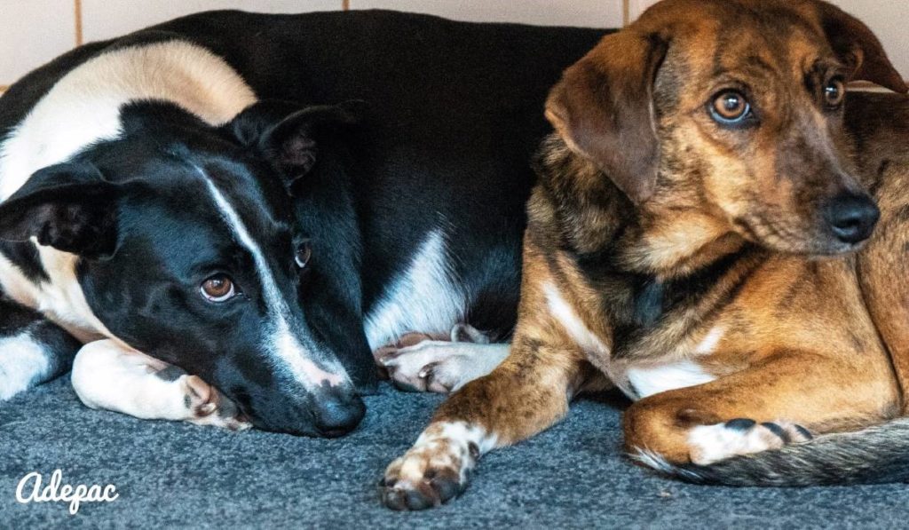 "¿300 vidas quedan en el aire?" Adepac vuelve a las calles por la situación límite de sus perros
