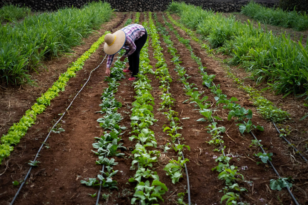 Ya es oficial: el importante cambio en las ayudas para los agricultores de Canarias que entra en vigor hoy mismo
