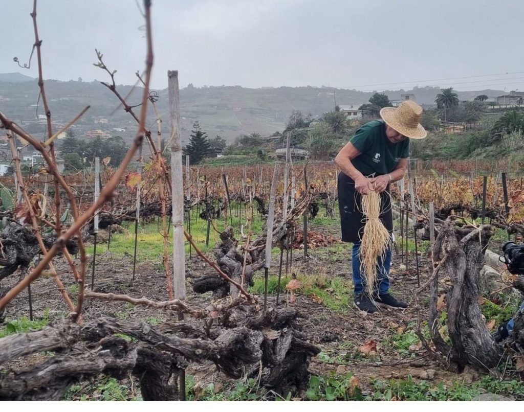 El tesoro oculto de Tenerife que fascina a Europa: así es el plan para salvar el cordón trenzado