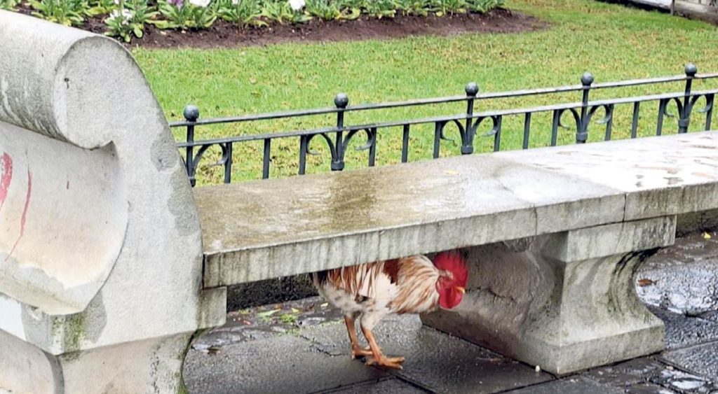 Ni la furia de la borrasca Therese intimida al gallo más descarado de La Laguna