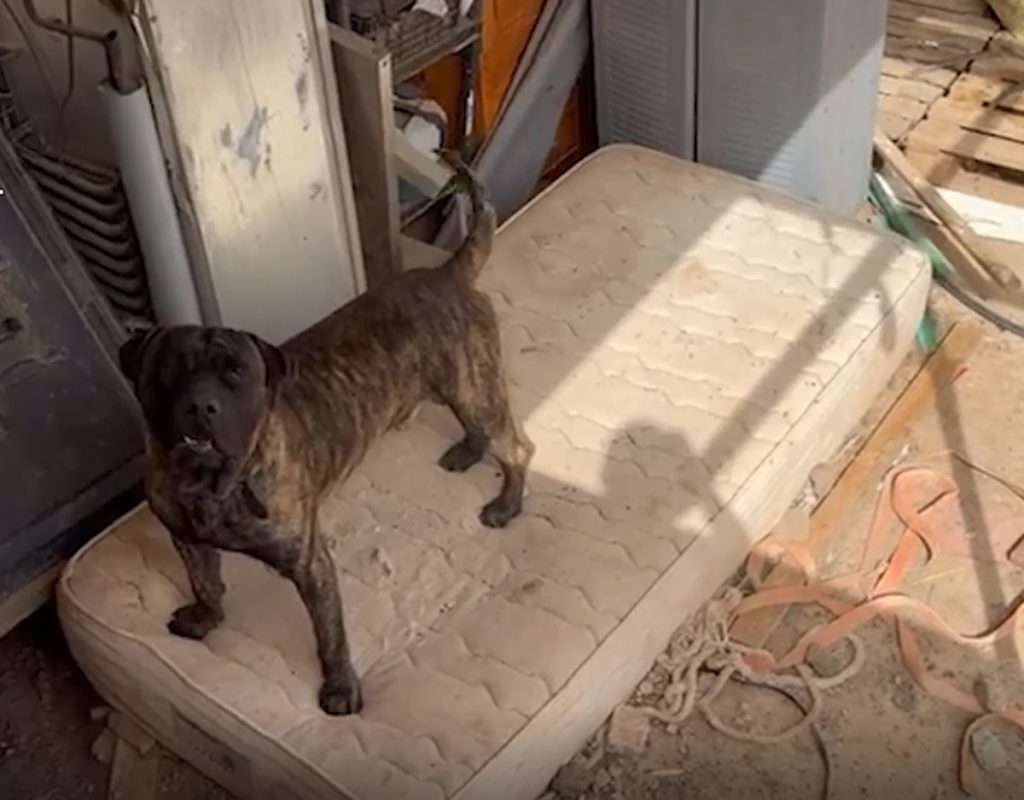 Confirmado por la Guardia Civil: la dueña de los presa canarios ocultó a los perros en una ruina tras el ataque