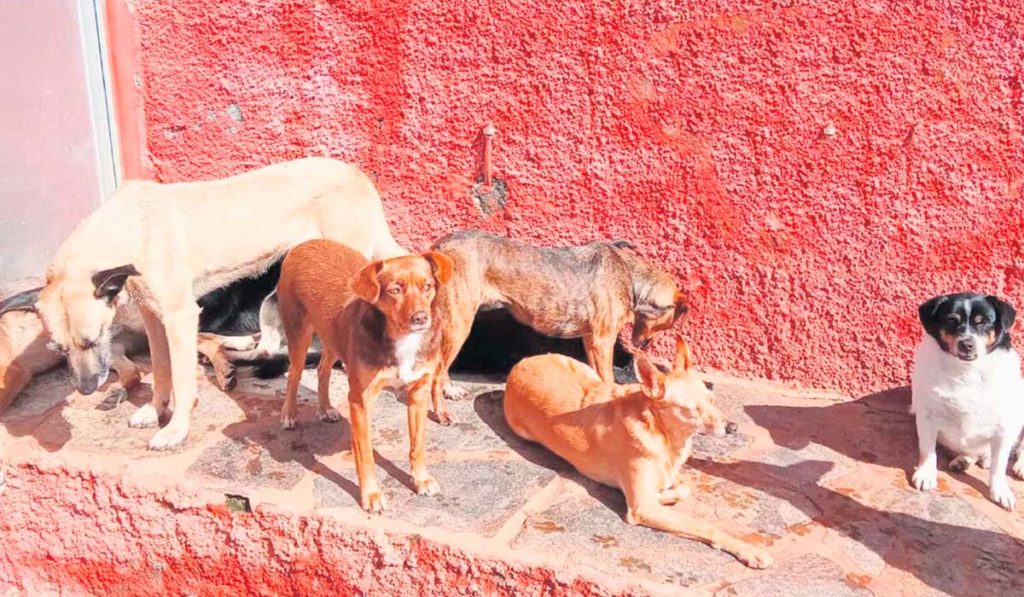 Ultimátum del PSOE al Cabildo de Tenerife: tiene que decidir ya el futuro de los 300 animales de Ravelo