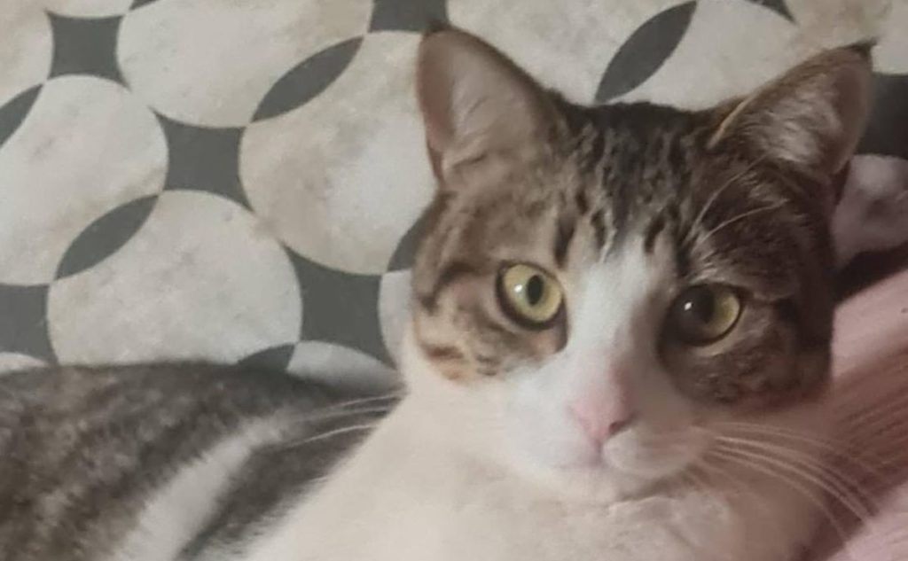Buscan a Rayito, un gato desaparecido en Parque de la Reina