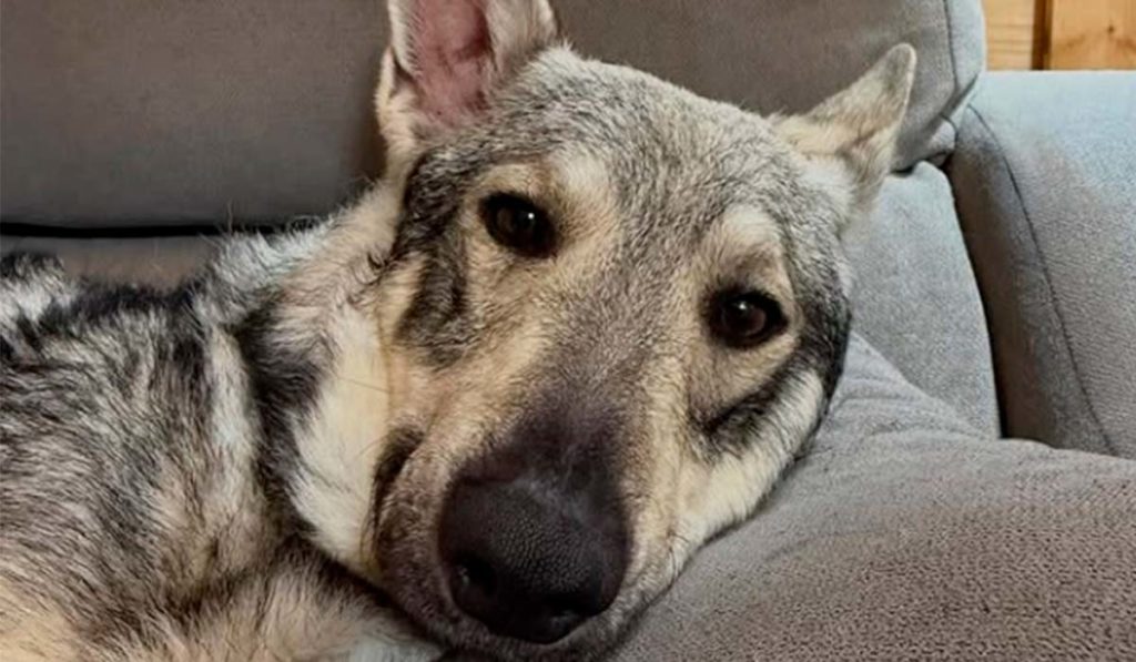 Encuentran a Albóndiga, el lobo herreño desaparecido en Tenerife
