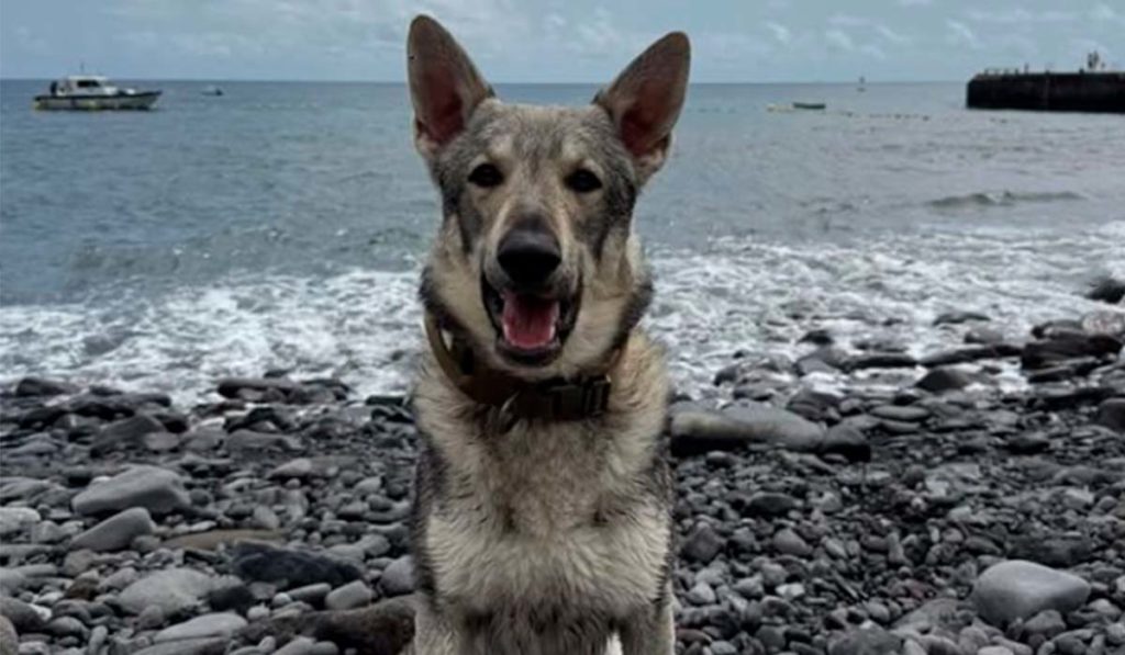 Buscan a Albóndiga, un lobo herreño desaparecido en Arafo: necesita medicación urgente