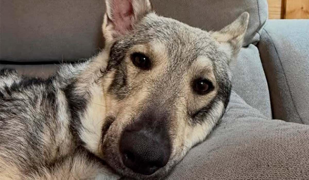 Encuentran a Albóndiga, el lobo herreño desaparecido en Tenerife